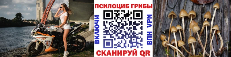 Псилоцибиновые грибы Cubensis  Рошаль 